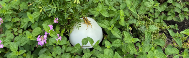 Embrace the Peaceful Path: The Healing Power of Nature at Happy Hippy Haus