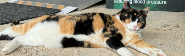 A Heartfelt Goodbye to Our Beloved Laila