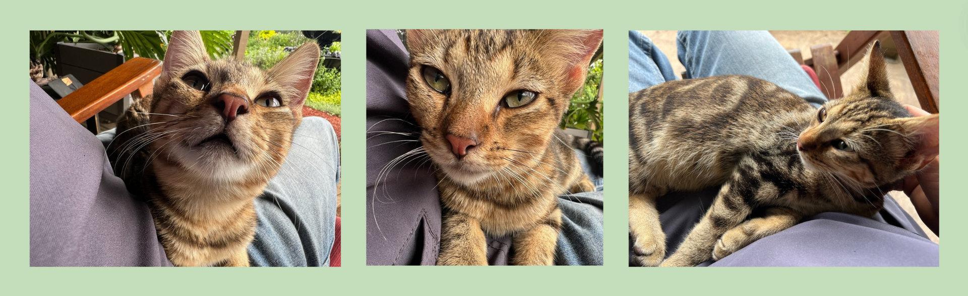 Compassion for Our Furry Friends: A Story of Love, Care, and a Happy Reunion