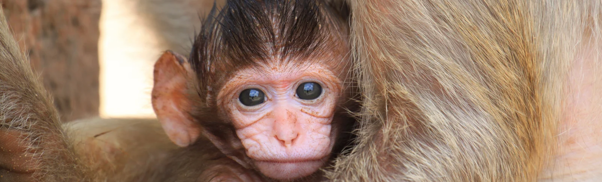What Research Says About CBD for Seizures in Animals