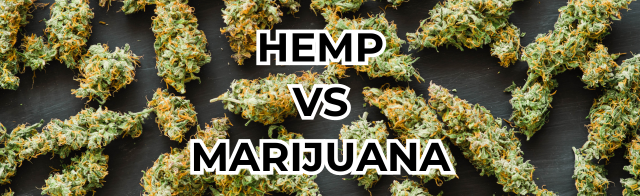 Hemp vs. Marijuana: Unpacking the CBD Connection