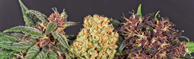 THC-A vs. CBD: Understanding the Differences and Benefits